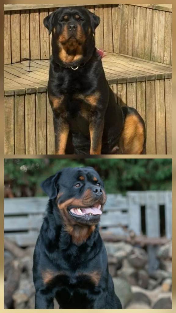 Stunning Rottweiler puppies for sale
