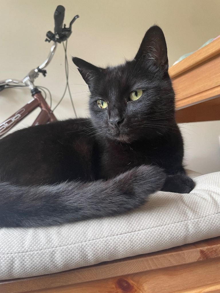 Adorable 8year old boy cat 