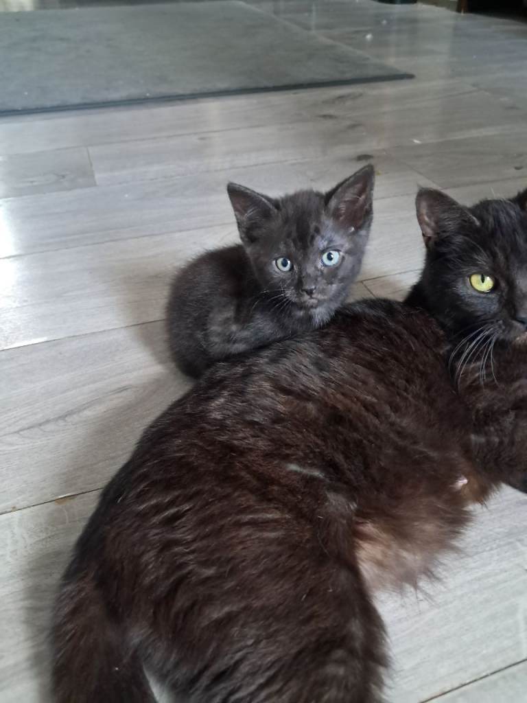 3 beautiful boy kittens for sale 