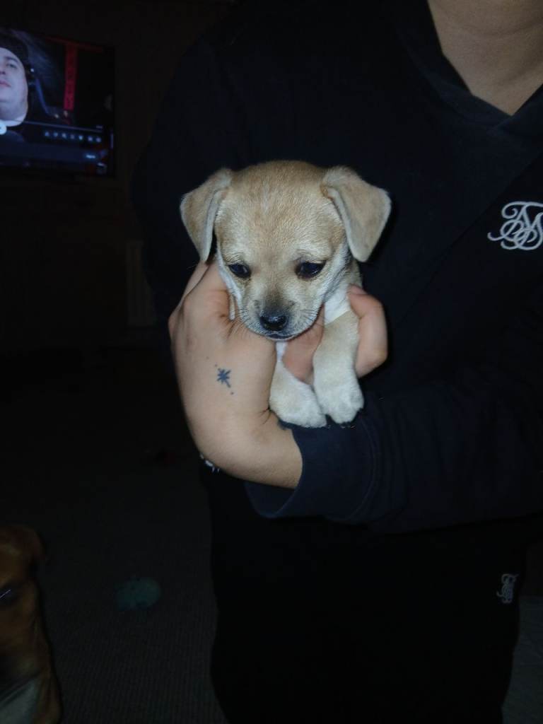Female puppy looking for loving forever home.