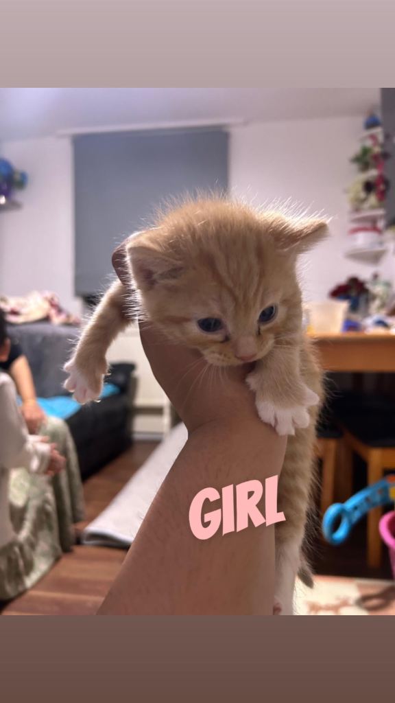 Lovely Kittens Looking For Their Forever Home