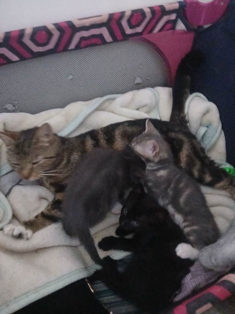 Kittens for sale