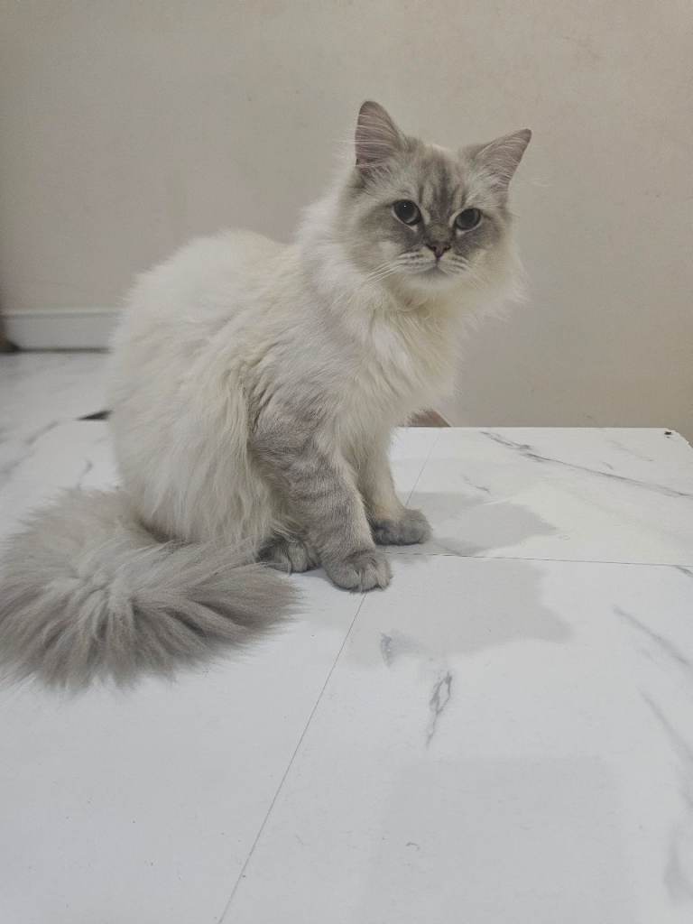 White british longhair