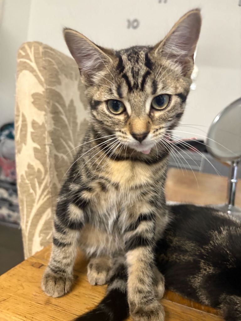 Kittens 
