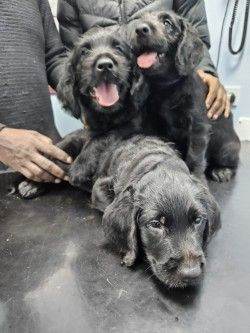 lovely Labradoodle pups