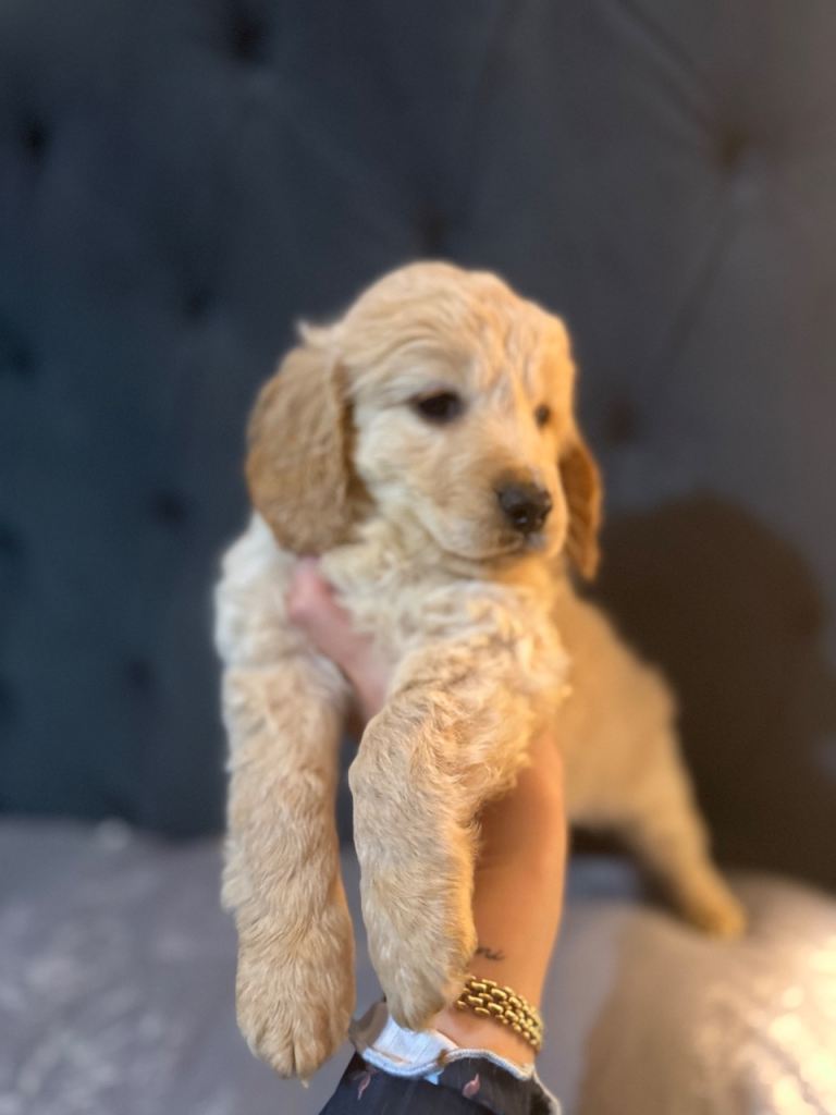 Cockapoo puppies