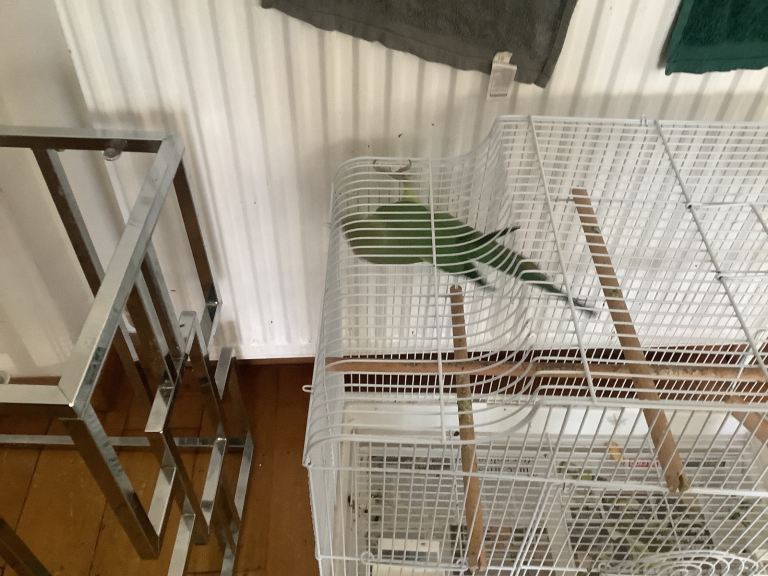 Indian ring neck for sale