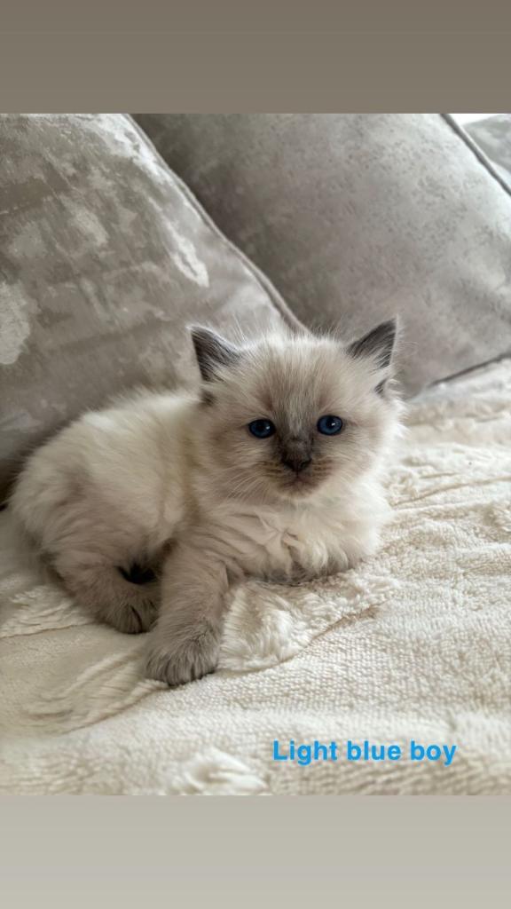 ragdoll kittens🐾