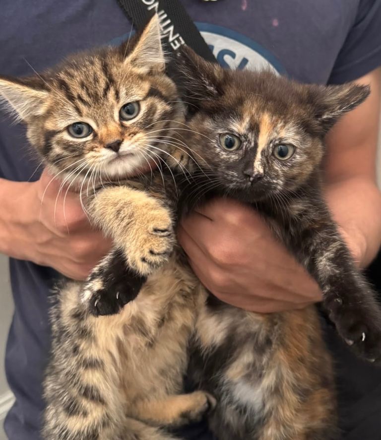 Adorable kittens looking for their forever home 