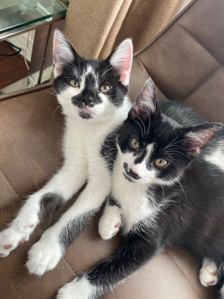 Adorable kittens 🐱 