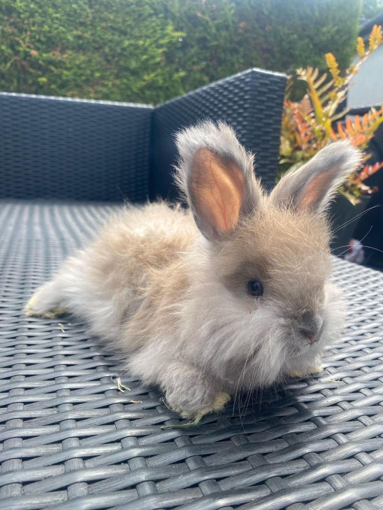 Angora baby bunnies £185