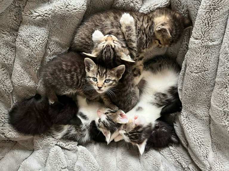 Brothers & sisters kittens for sale