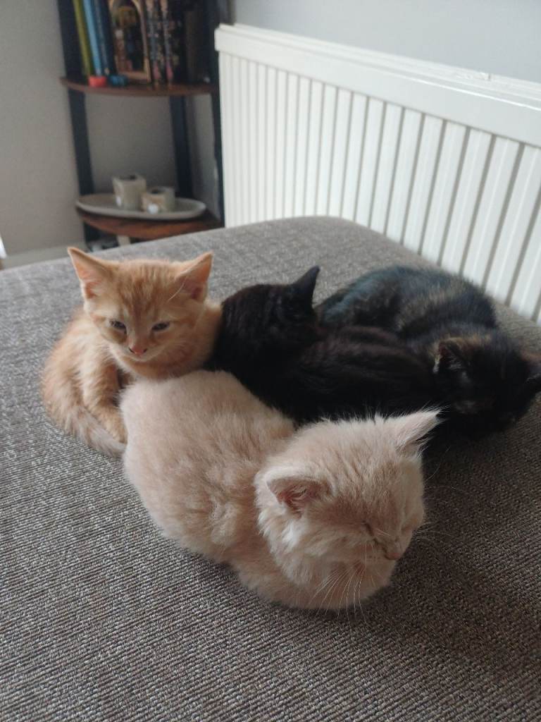 Kittens for sale