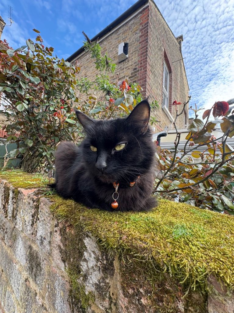 Beautiful Fluffy Black Female Cat Luna – Loving & Looking for Her Forever Home 🖤🐈‍⬛