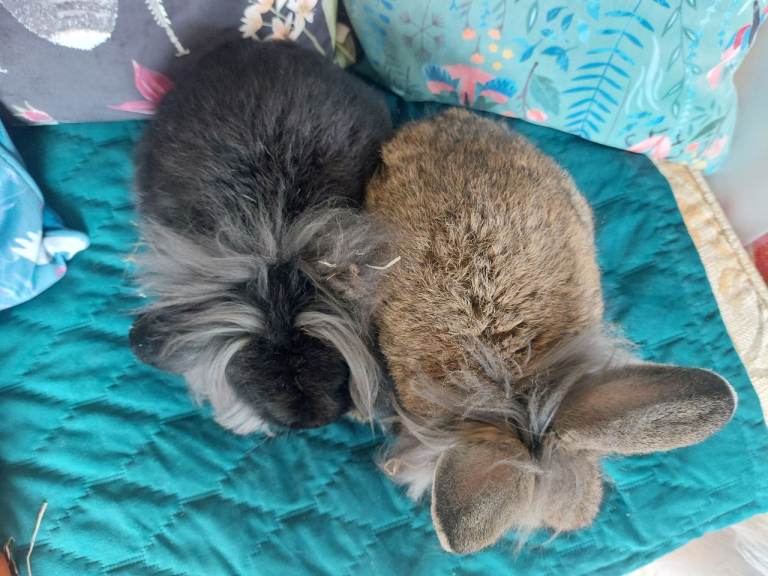 Male lionhead mix rabbits
