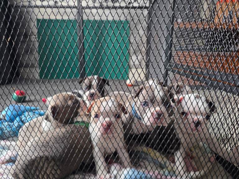 Health-Tested KC Registered Rare Boston Terrier Puppies
