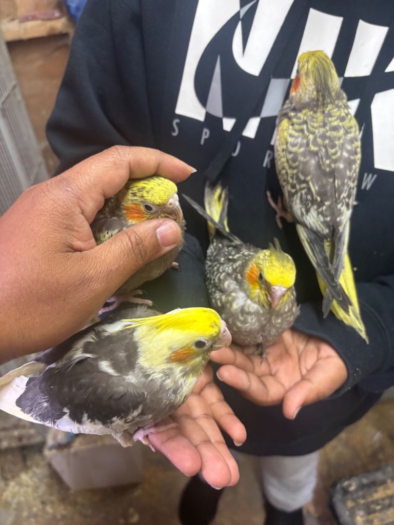 Cockatiels 
