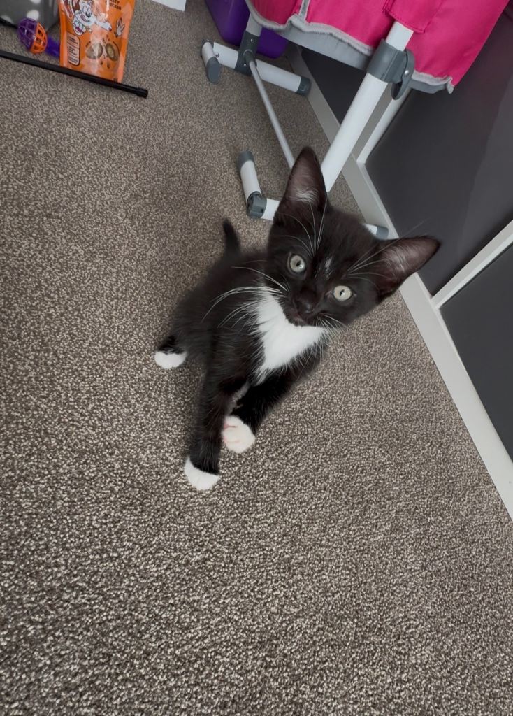 9 week old domestic shorthair male kitten looking for forever home 