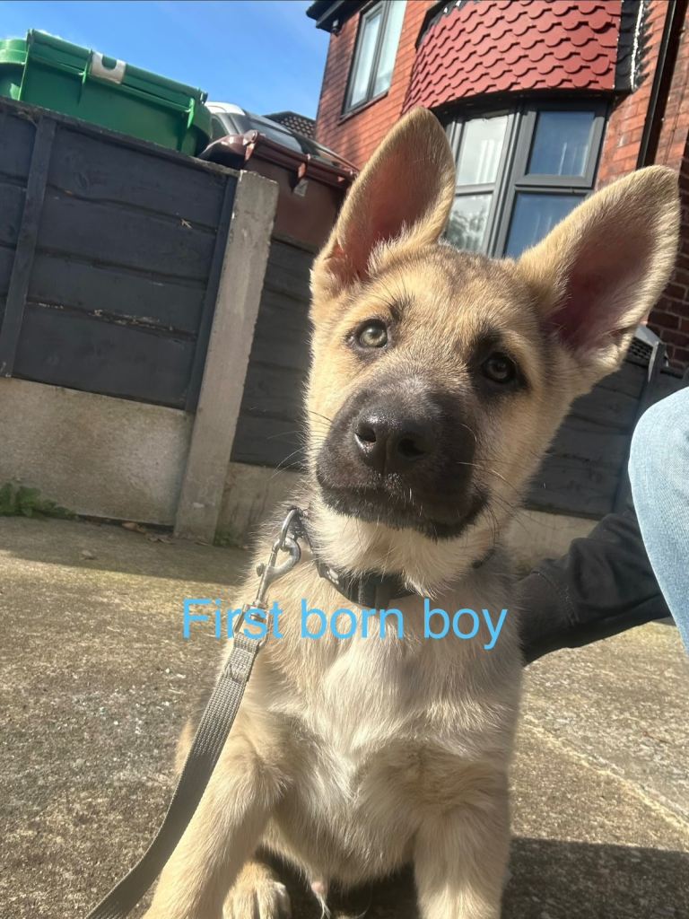 German shepherd puppys