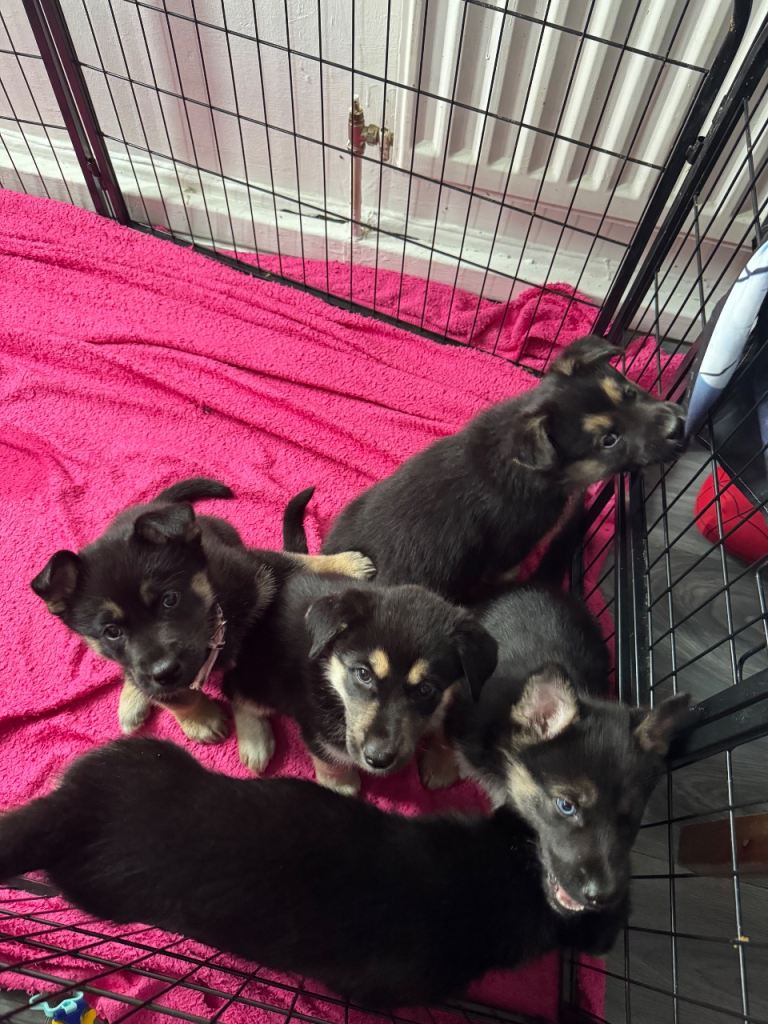 Belusky Puppies