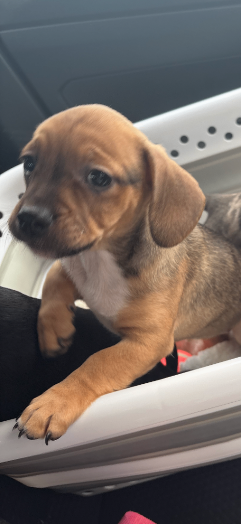 Beautiful French wiener puppies 