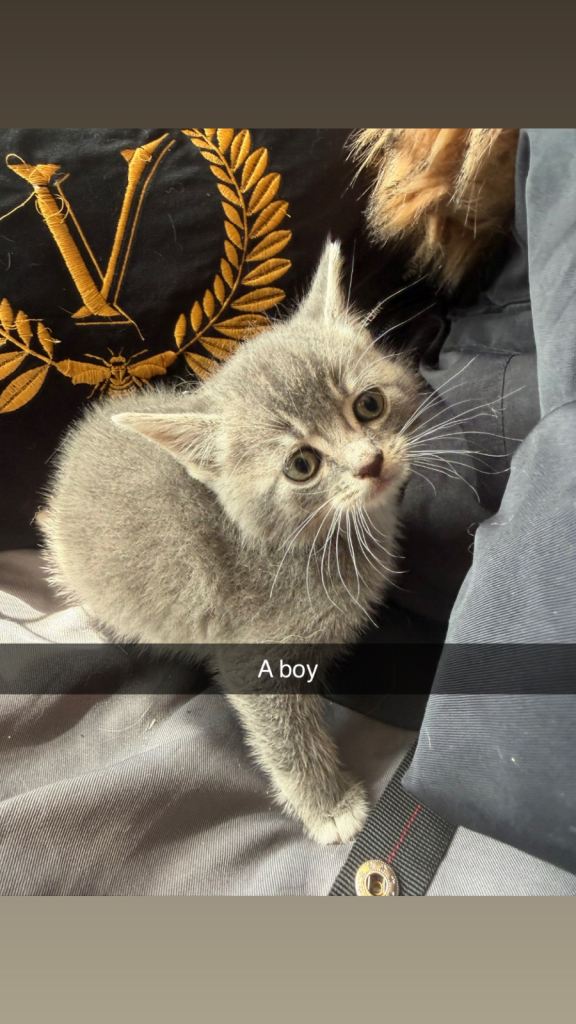 Kittens 