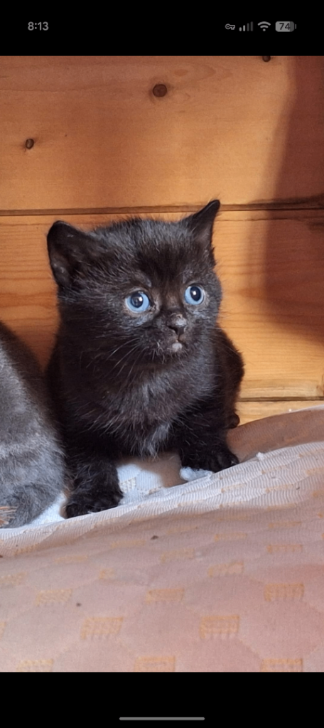 3x Black / Brown kittens