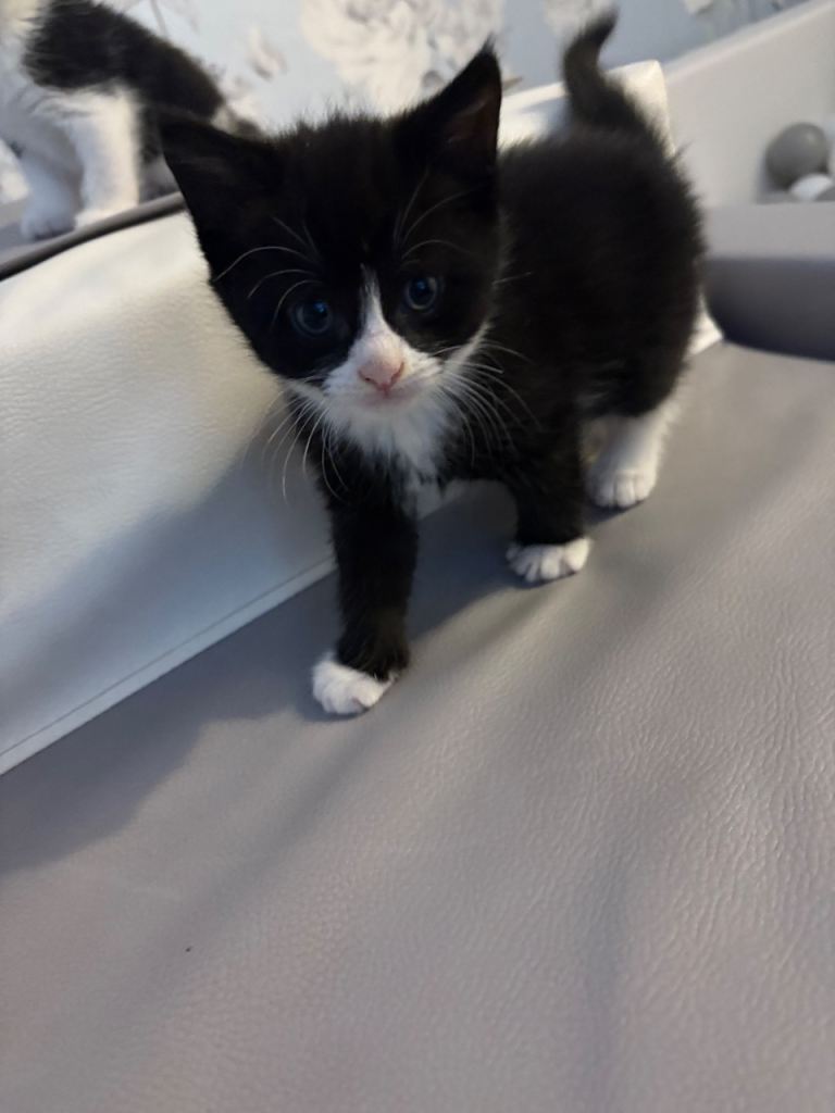Kittens 