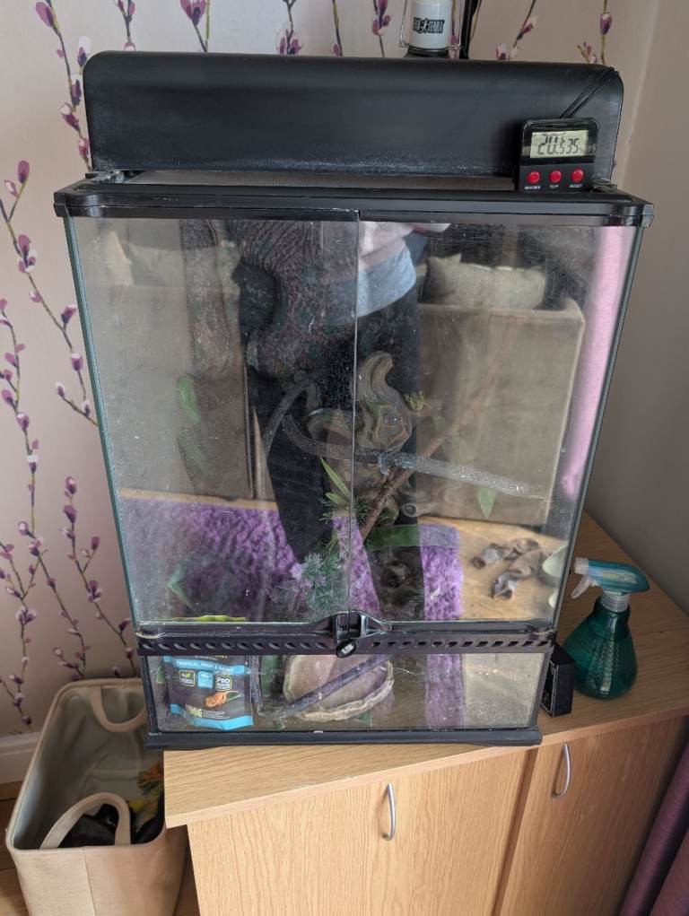 Complete crested gecko (small arboreus lizard/large frog) set up