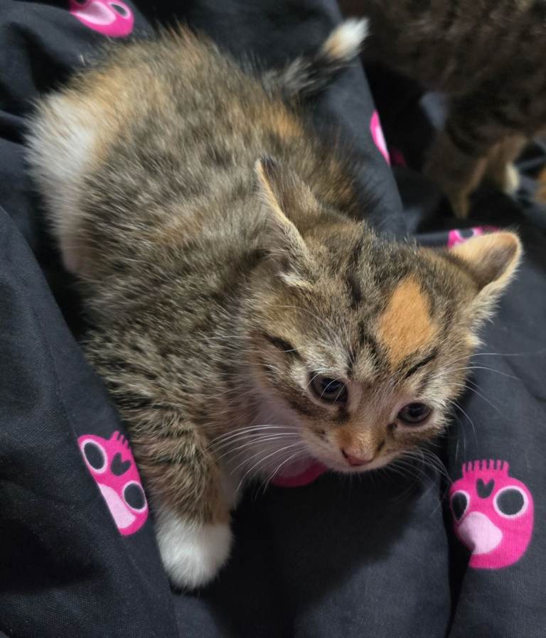 4 adorable kittens 