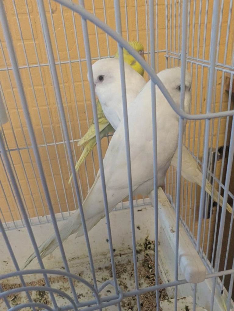 Baby budgies for sale 