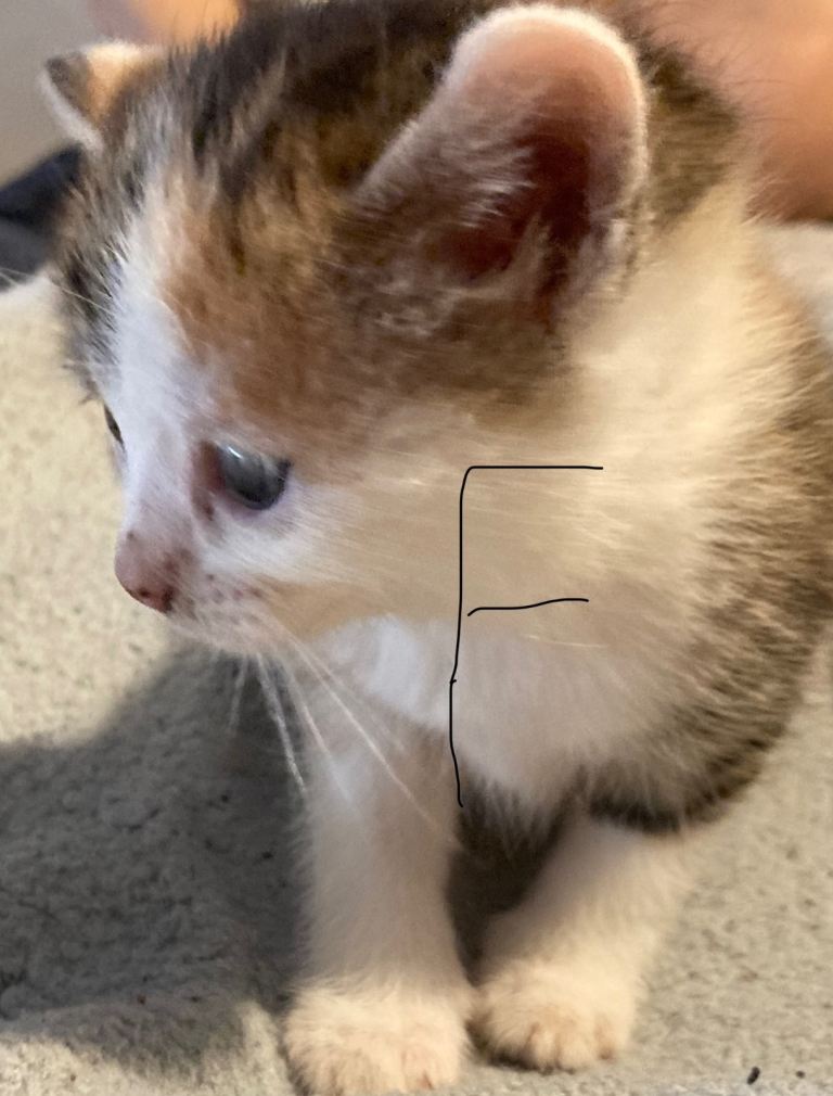 2x dark tabby (m) 1x silver & white male - 2 calicoa tortoise (f)