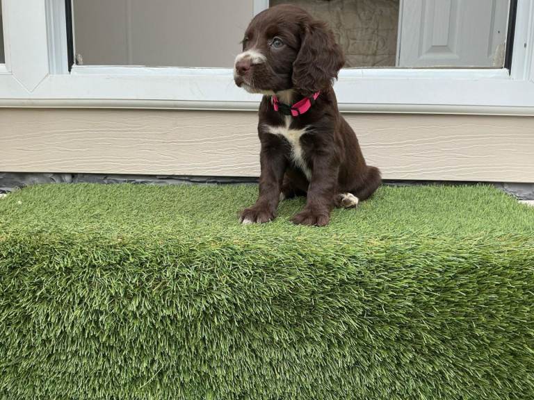 Sprockers pups for sale 