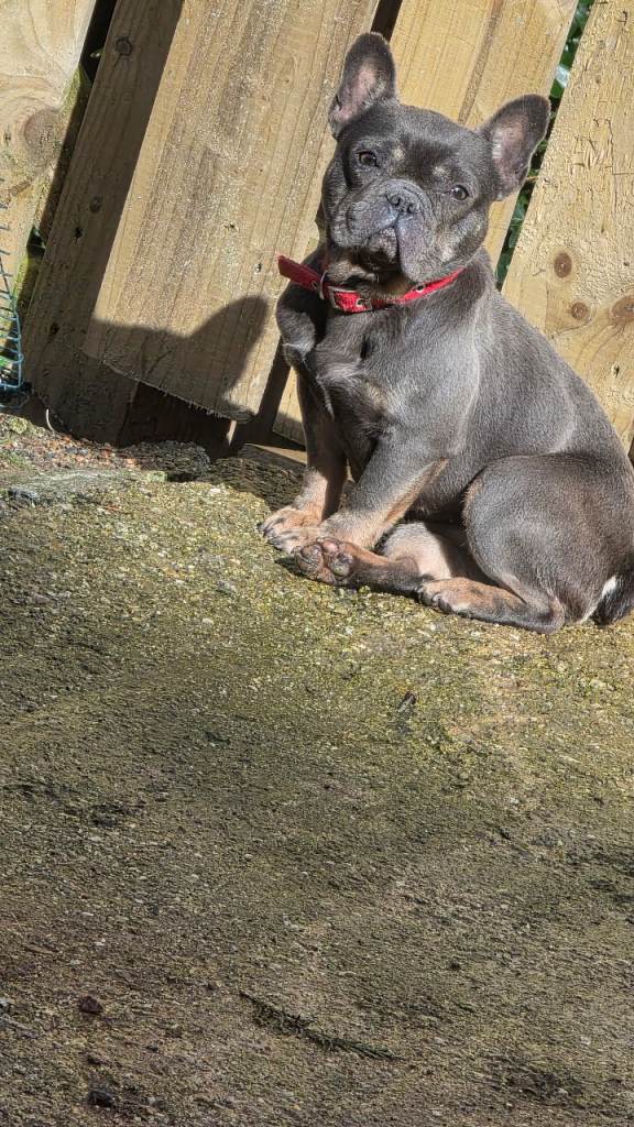 French bulldog female