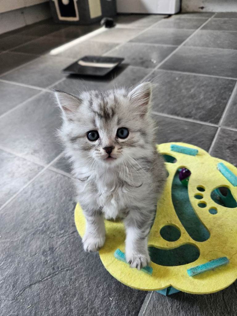 Persian cross kittens