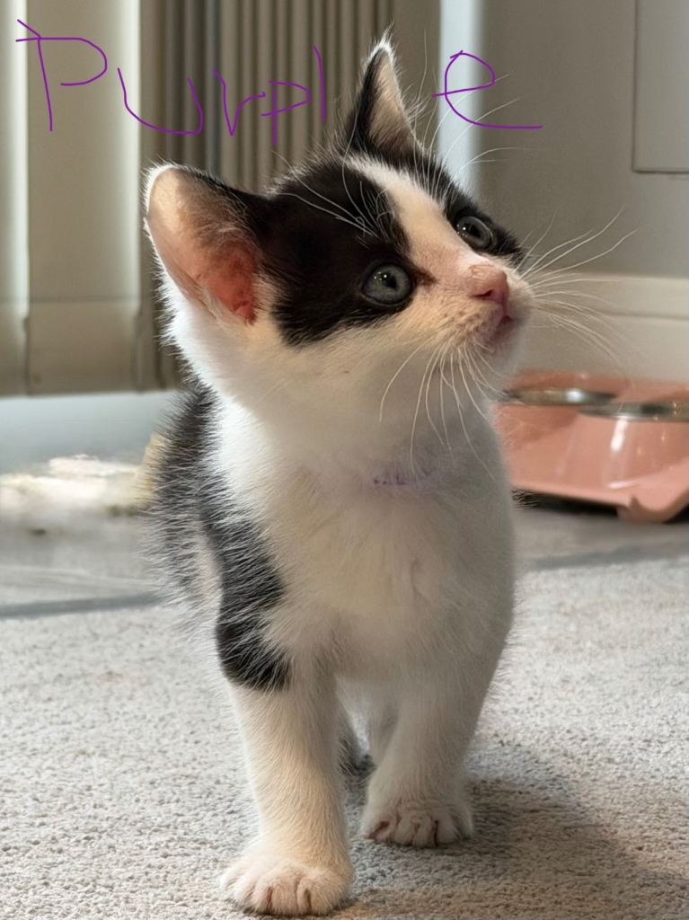 Beautiful Tuxedo Mixed Breed Kittens