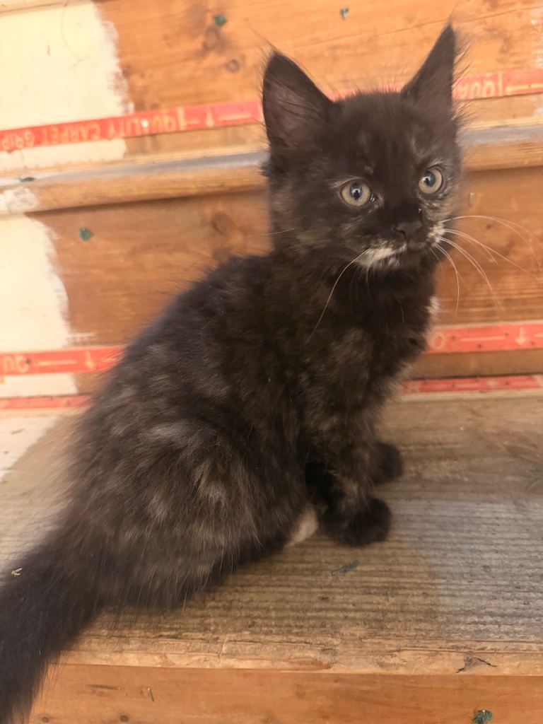 Kittens for sale
