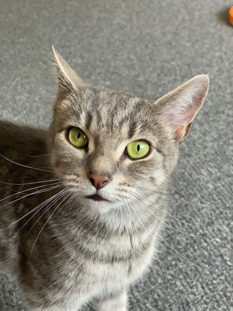 Cat For Sale - Healthy, Microchipped and Spayed