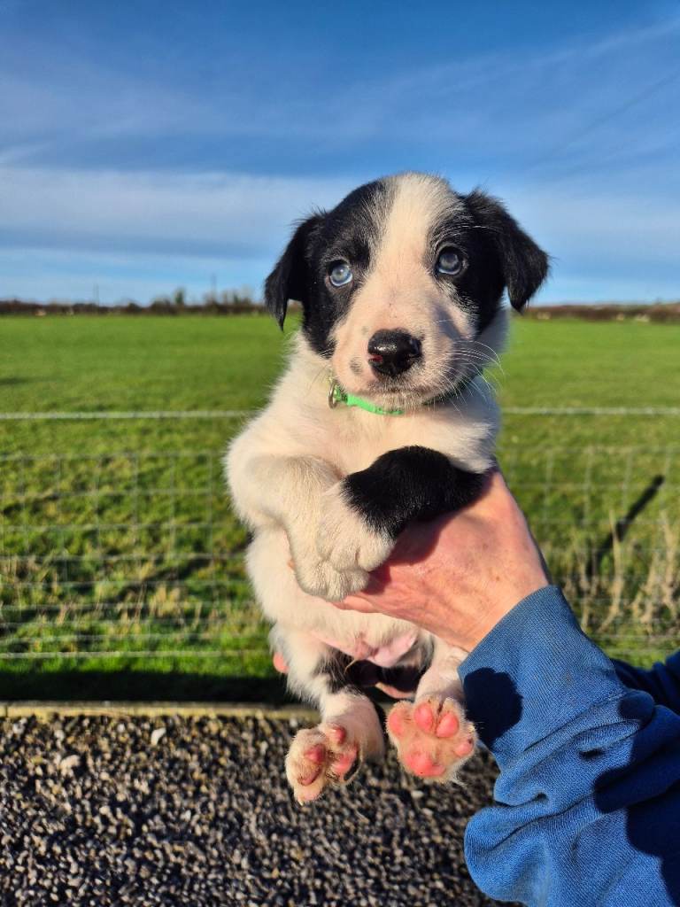 boarder collie puppies