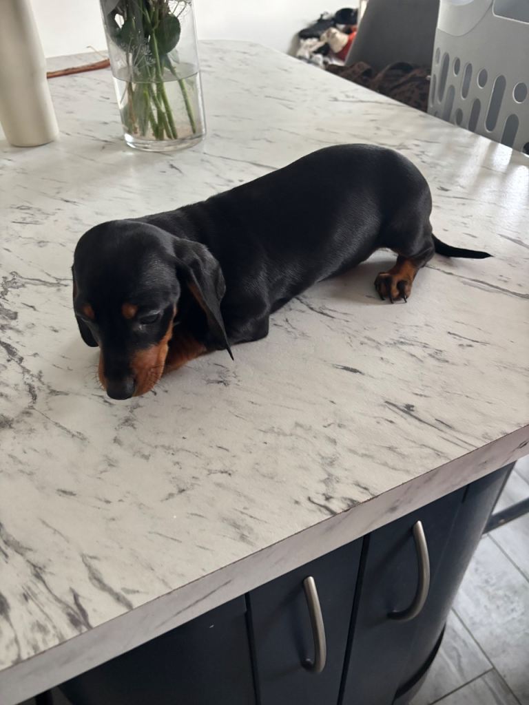 Miniature dachshund-male 