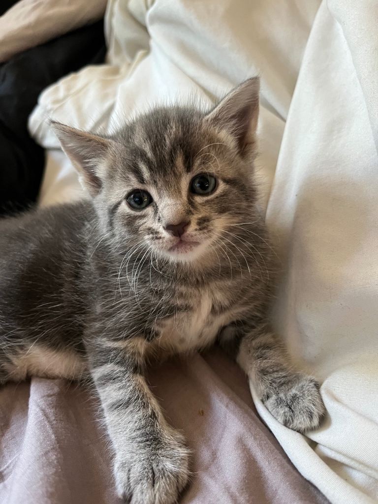 Kitten