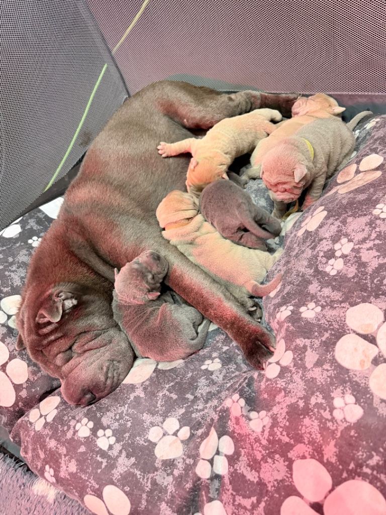 Shar Pei Puppy’s 