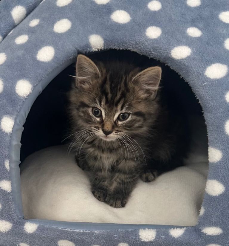 Beautiful kittens for sale
