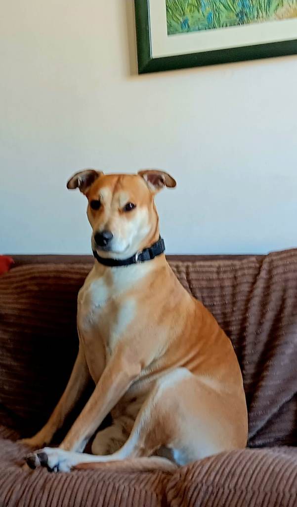 Dog Leah for Rehoming 