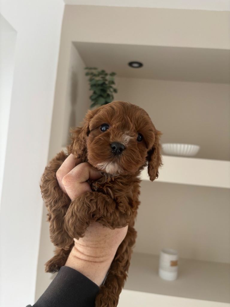 F1 toy Cavapoos red (health tested)