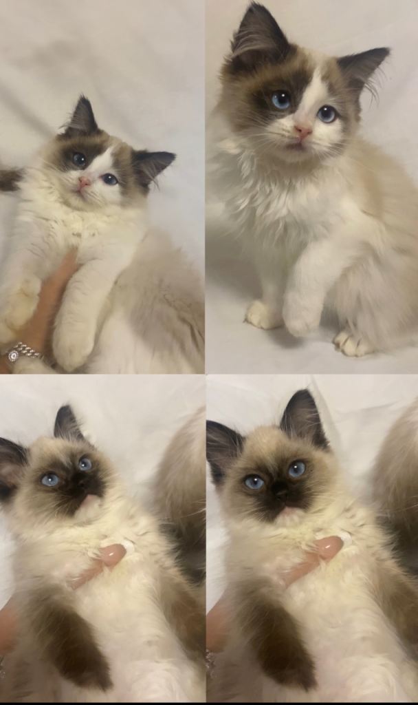 4 ragdoll kittens (ONE LEFT)