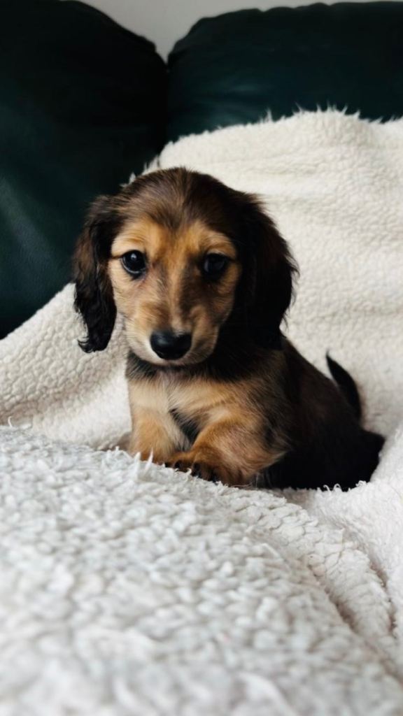 KC Registered Long-haired Miniature Dachshund Puppies