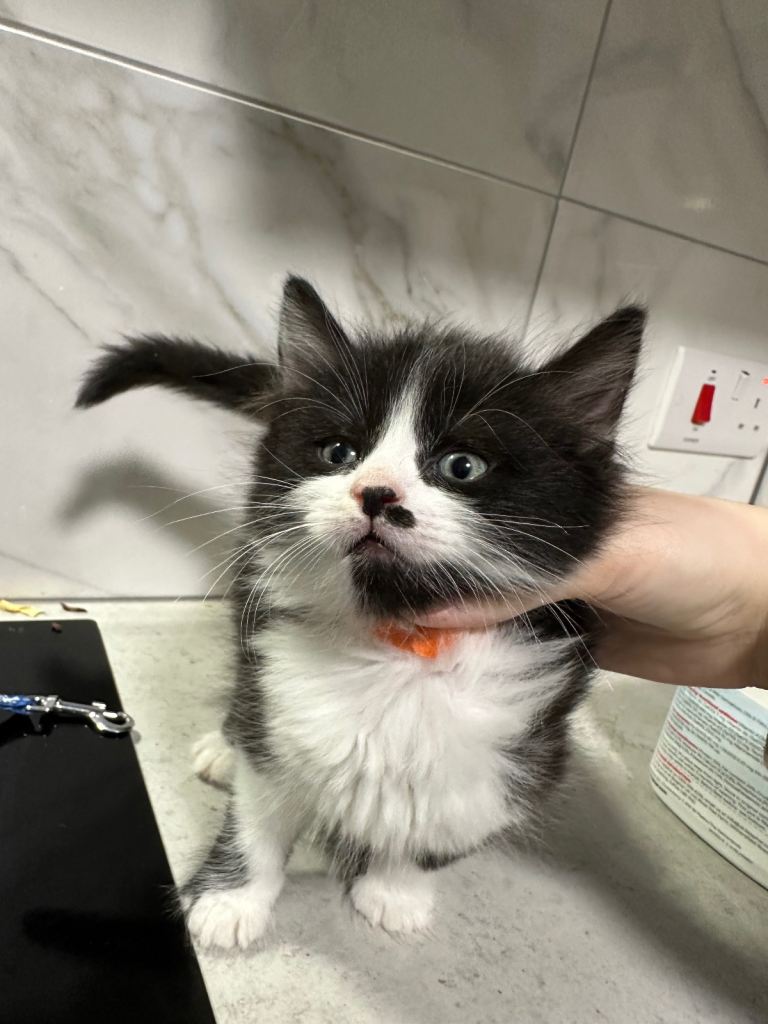 Tuxedo long haired kitten 
