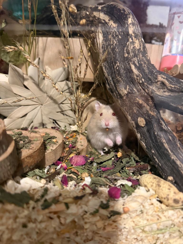 Hamster and enclosure *pending*