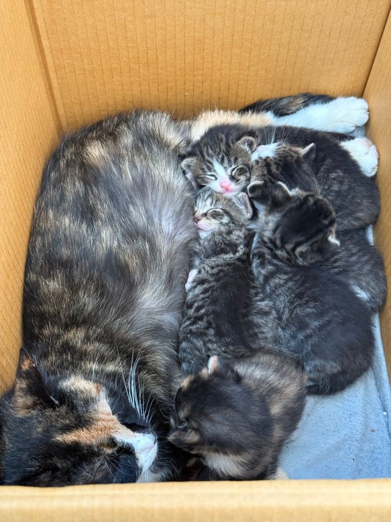 Kittens 